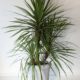 Dracaena-in-pot