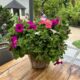 #reuzepetunia#tuin#buiten